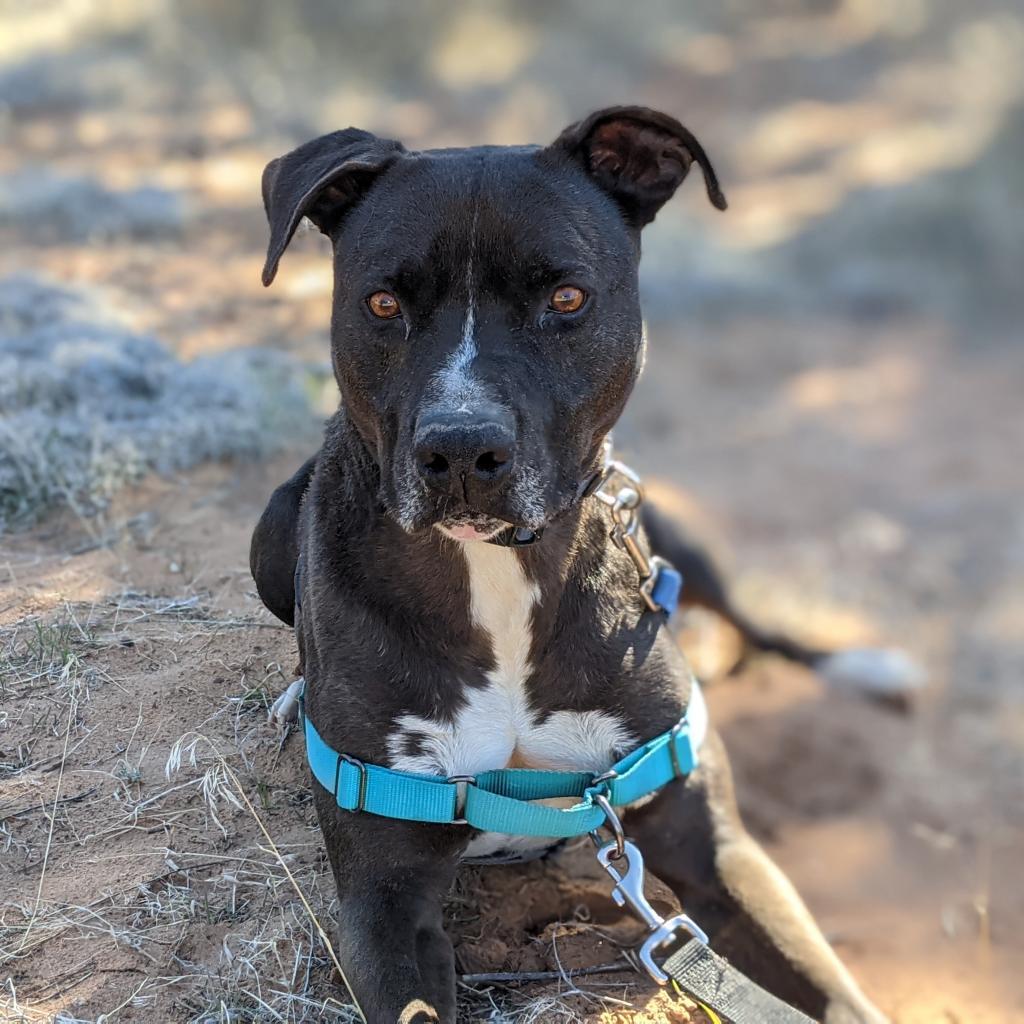 Enlarge Apollo, a Adoptable mixed breed in Kanab, UT image 6/6