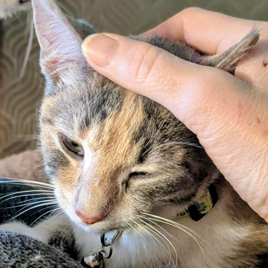Foxglove, a Adoptable Domestic Short Hair in Johnstown, PA image 1/6