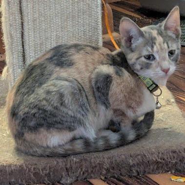 Foxglove, a Adoptable Domestic Short Hair in Johnstown, PA image 2/6