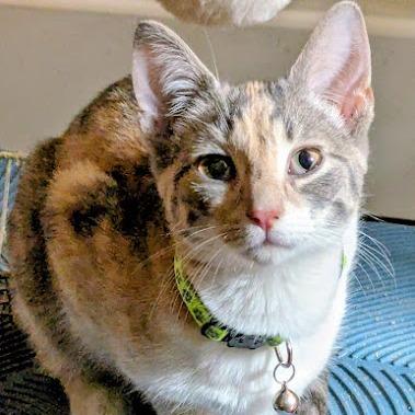 Foxglove, a Adoptable Domestic Short Hair in Johnstown, PA image 4/6