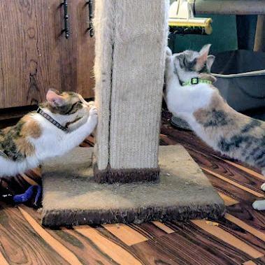Foxglove, a Adoptable Domestic Short Hair in Johnstown, PA image 5/6