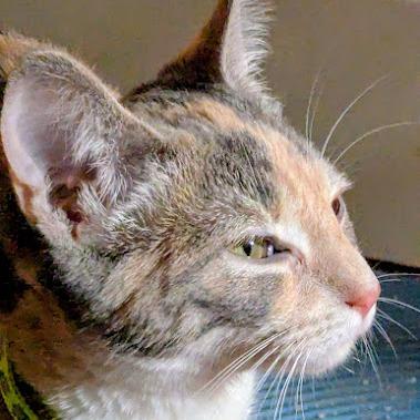 Foxglove, a Adoptable Domestic Short Hair in Johnstown, PA image 6/6