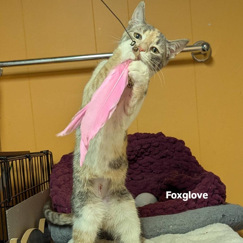 Foxglove, a Adoptable Domestic Short Hair in Johnstown, PA image 3/6