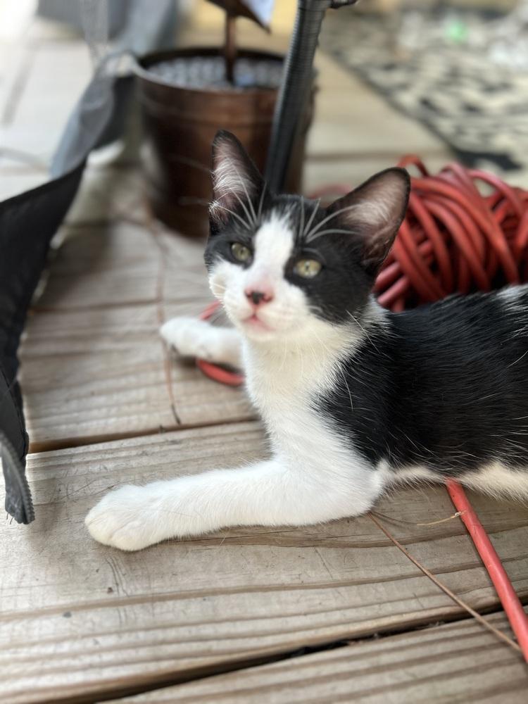 CL - Charlie, Adoptable, Kitten Male Domestic Short Hair.