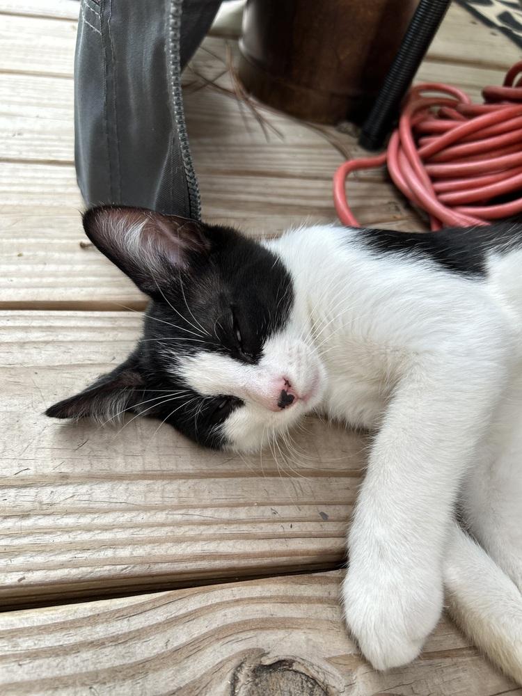CL - Charlie, a Adoptable Domestic Short Hair in Dawson, GA image 2/2