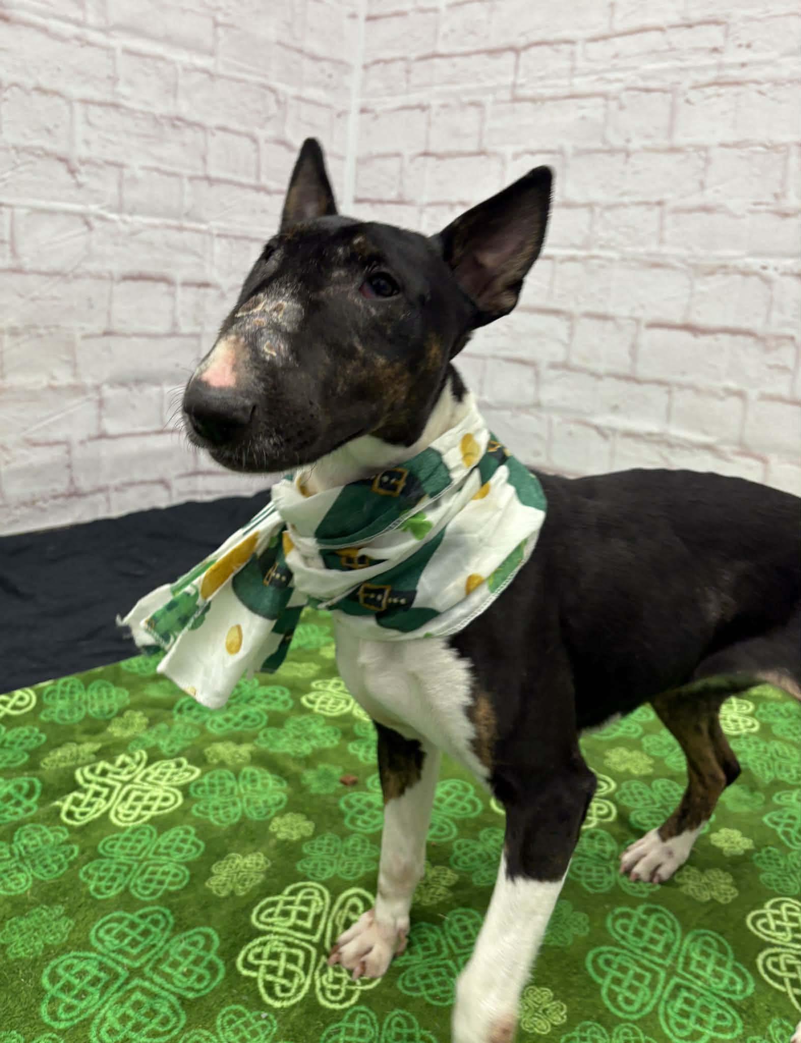 Enlarge 26-027 Betty Boop, a Adoptable Bull Terrier in New York, NY image 1/4