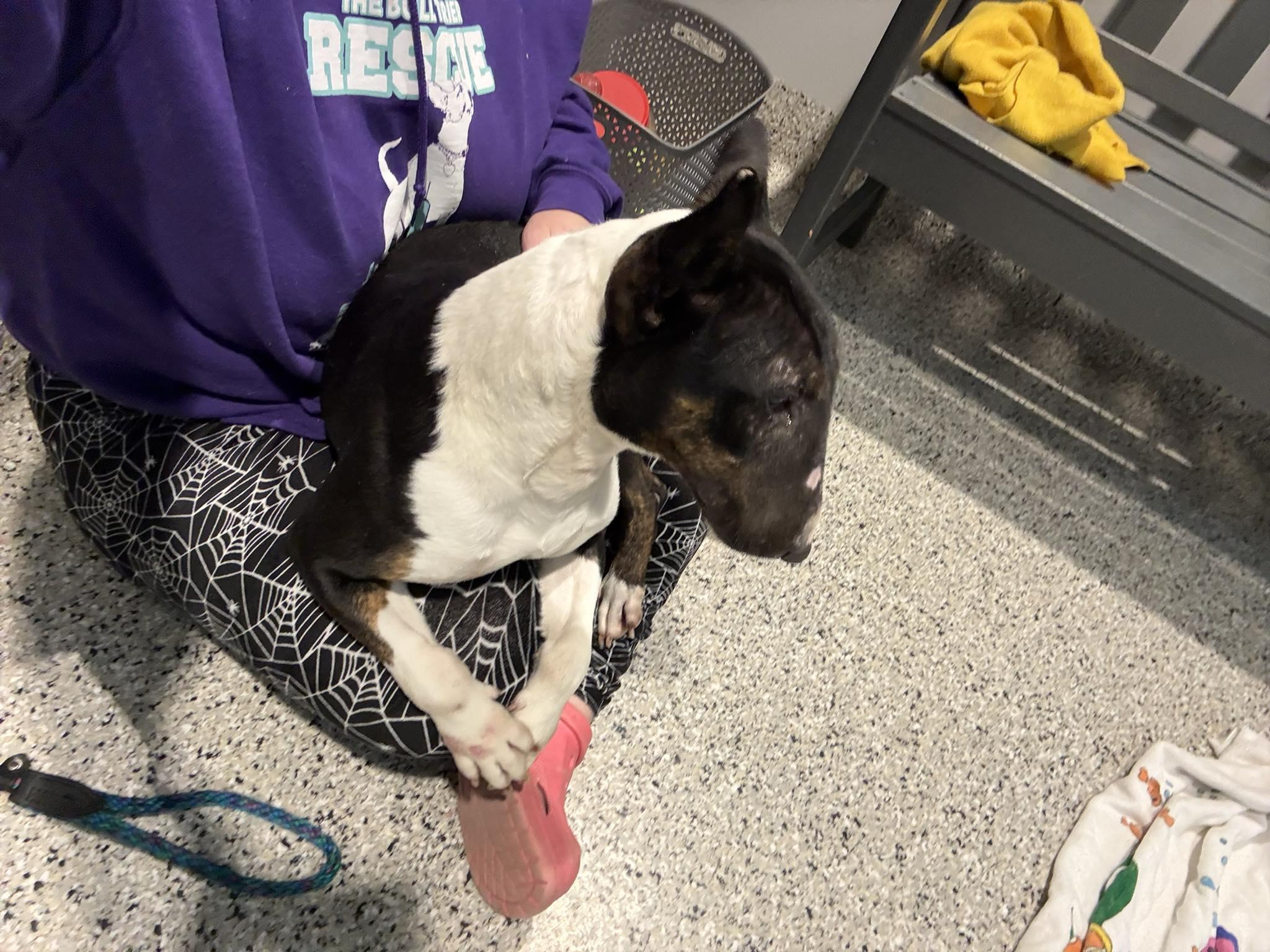 Enlarge 26-027 Betty Boop, a Adoptable Bull Terrier in New York, NY image 2/4