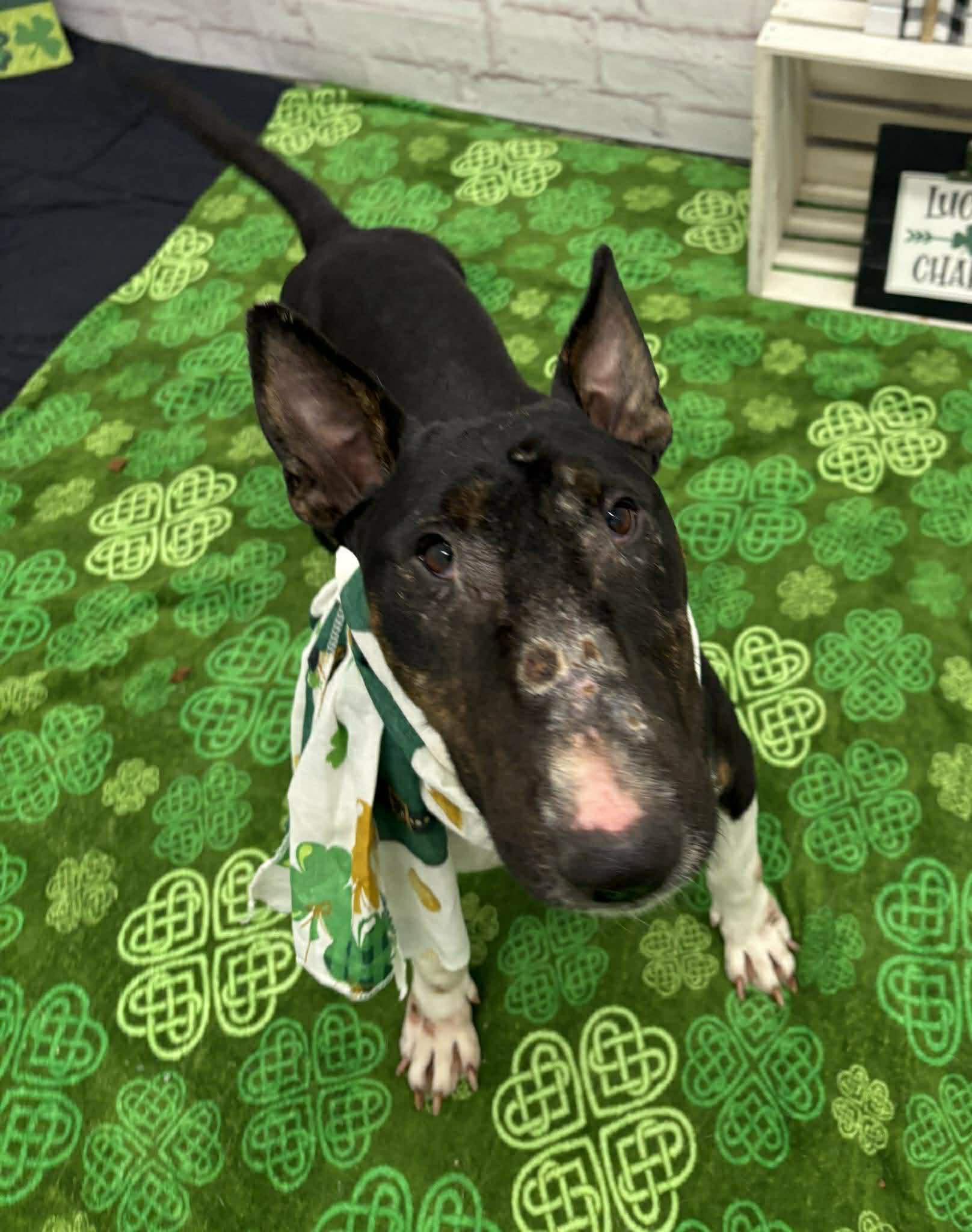 Enlarge 26-027 Betty Boop, a Adoptable Bull Terrier in New York, NY image 3/4