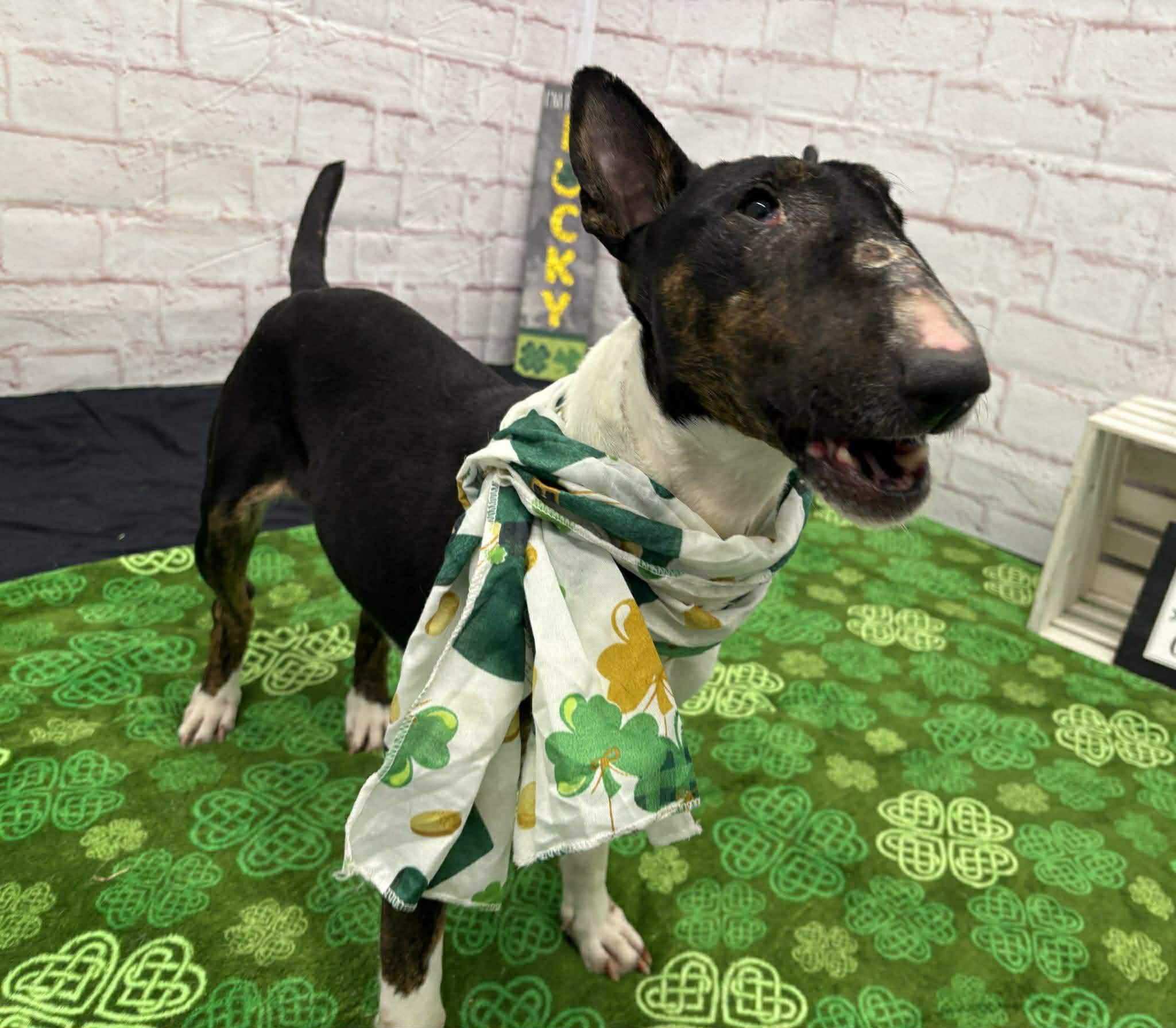 Enlarge 26-027 Betty Boop, a Adoptable Bull Terrier in New York, NY image 4/4