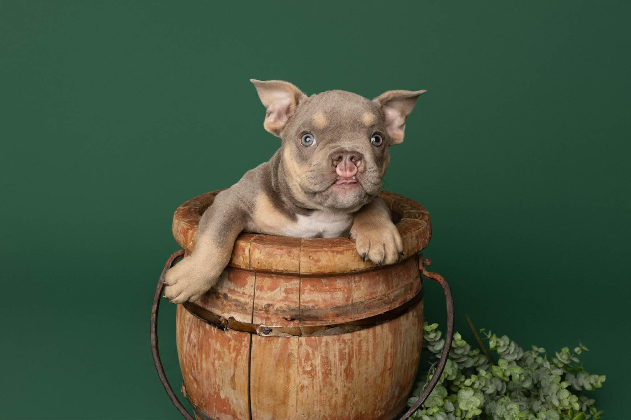 Enlarge Nacua, a ADOPTABLE American Bully in Blaine, MN image 2/4