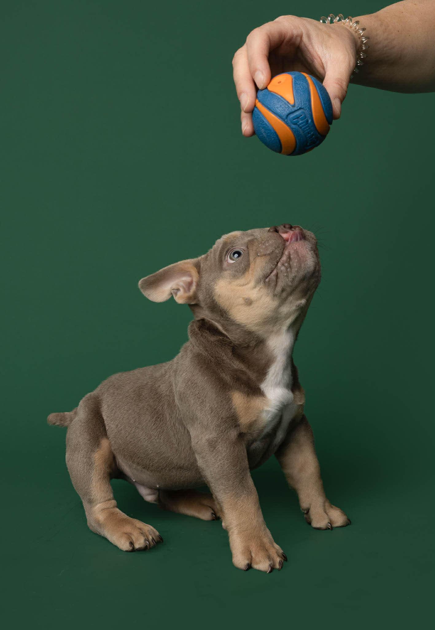 Enlarge Nacua, a ADOPTABLE American Bully in Blaine, MN image 3/4