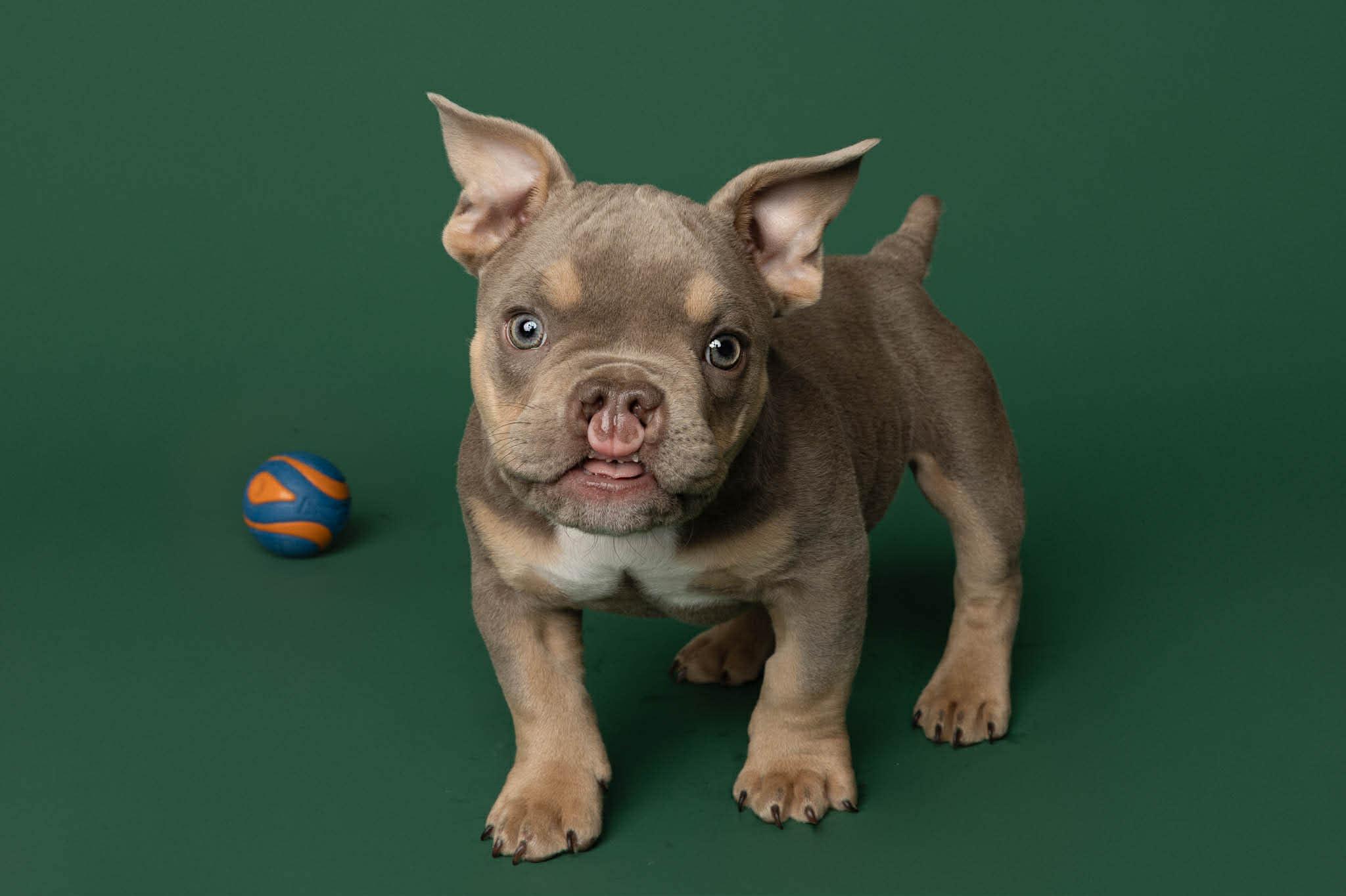 Enlarge Nacua, a ADOPTABLE American Bully in Blaine, MN image 1/4