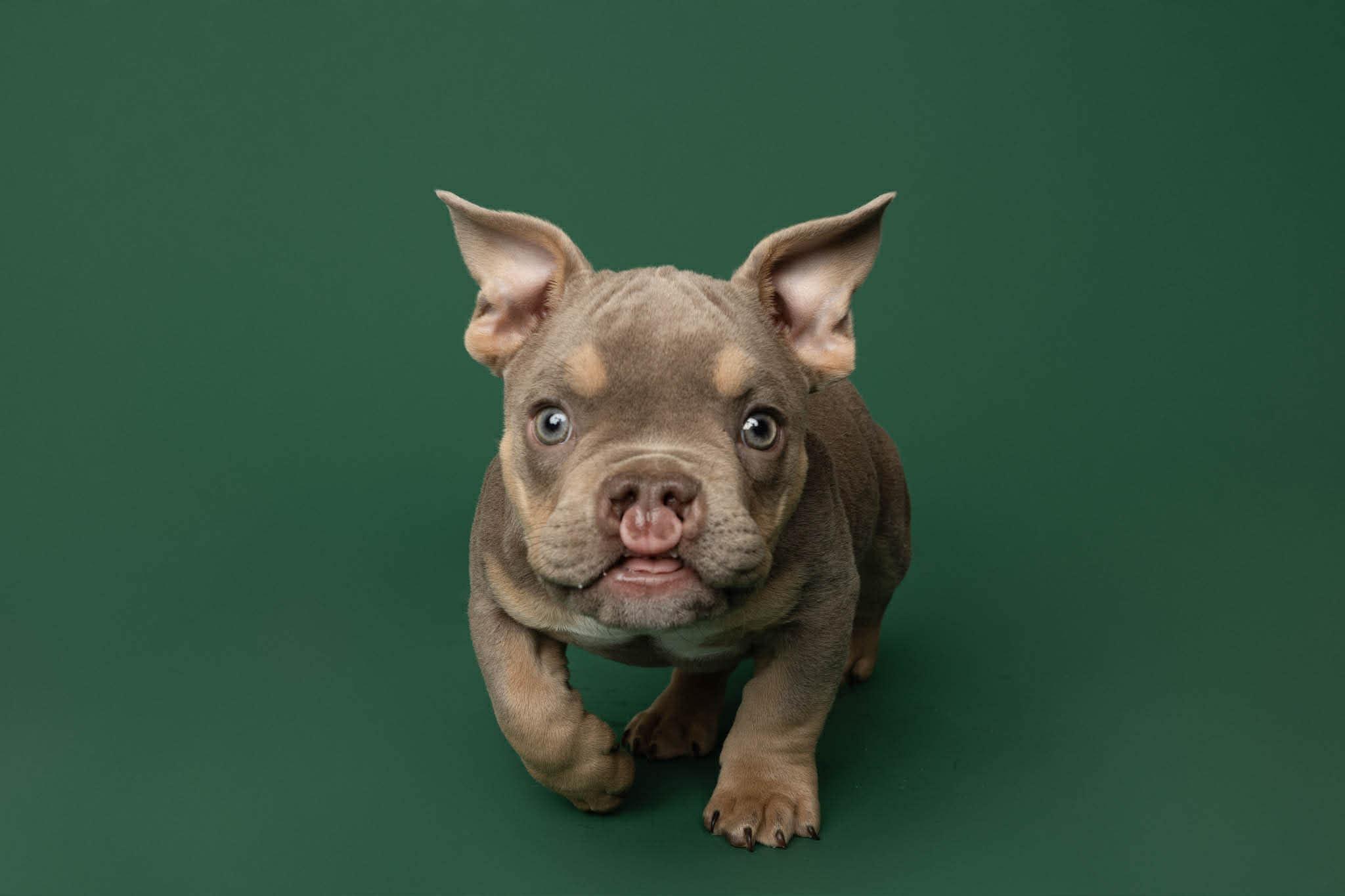 Enlarge Nacua, a ADOPTABLE American Bully in Blaine, MN image 4/4
