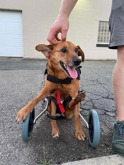 Enlarge Eowyn, a Adoptable Shepherd in Newport, KY image 1/2