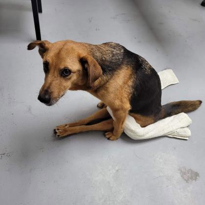 Enlarge Eowyn, a Adoptable Shepherd in Newport, KY image 2/2