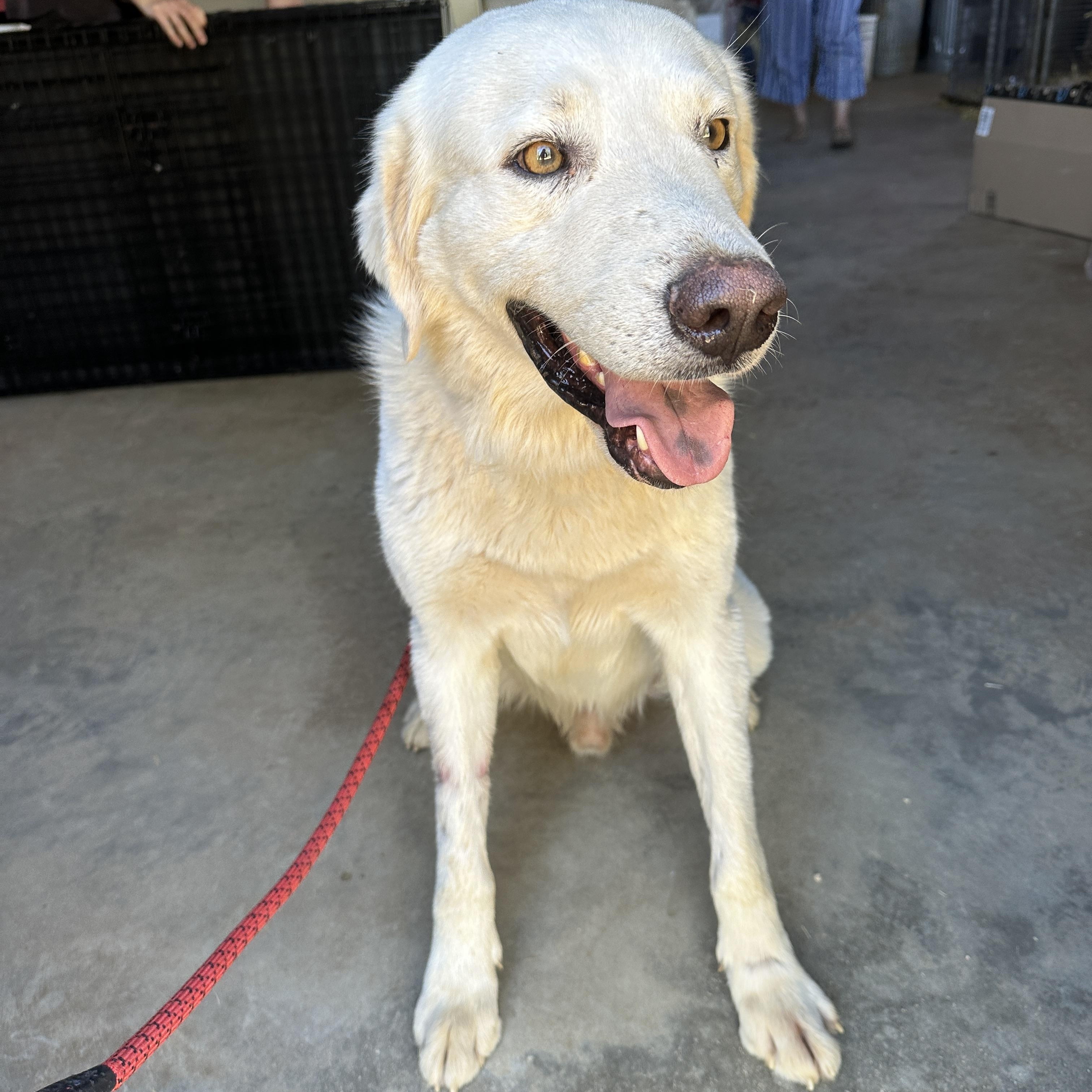Carlos, Adoptable, Adult Male Great Pyrenees.