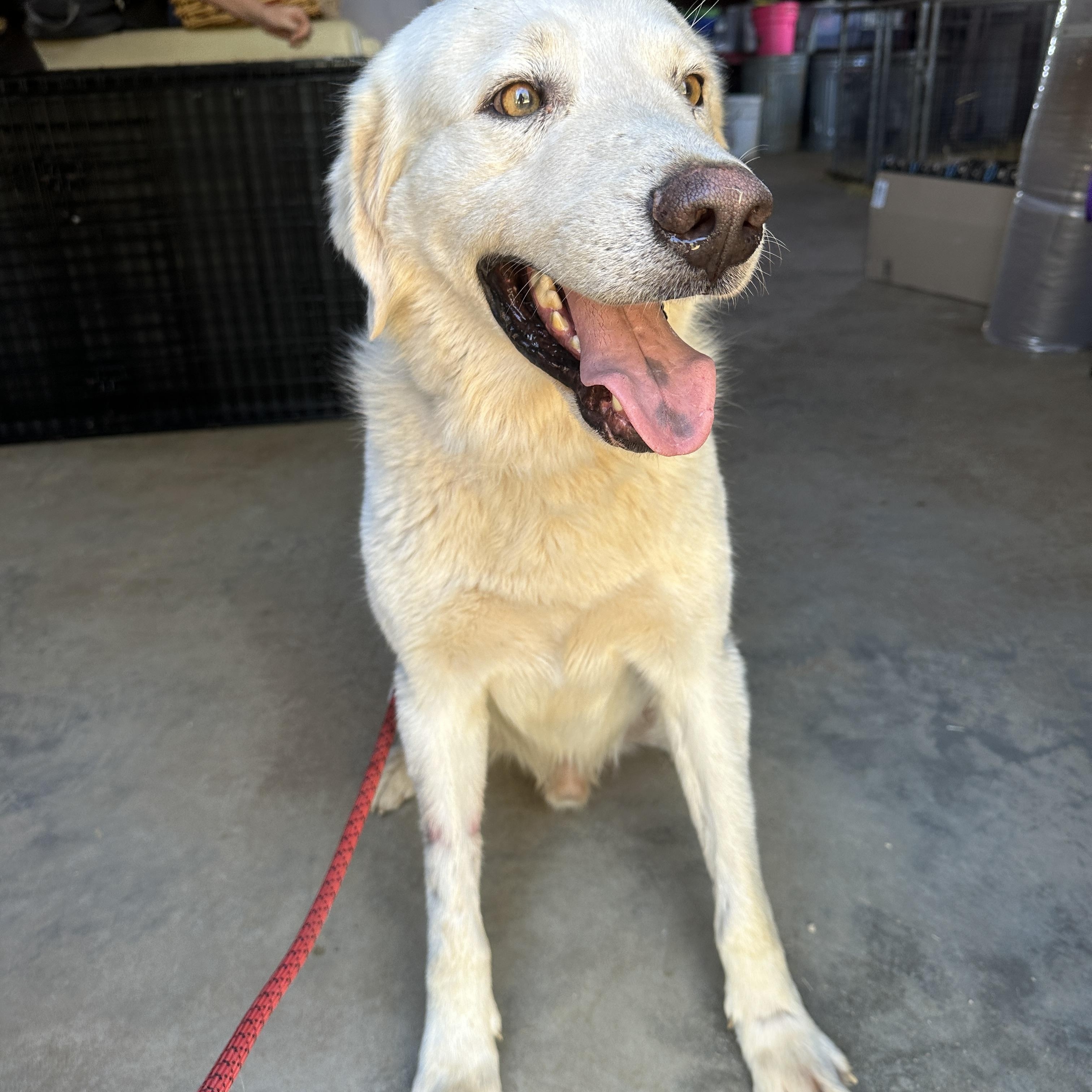 Enlarge Carlos, a Adoptable mixed breed in Seguin, TX image 1/4