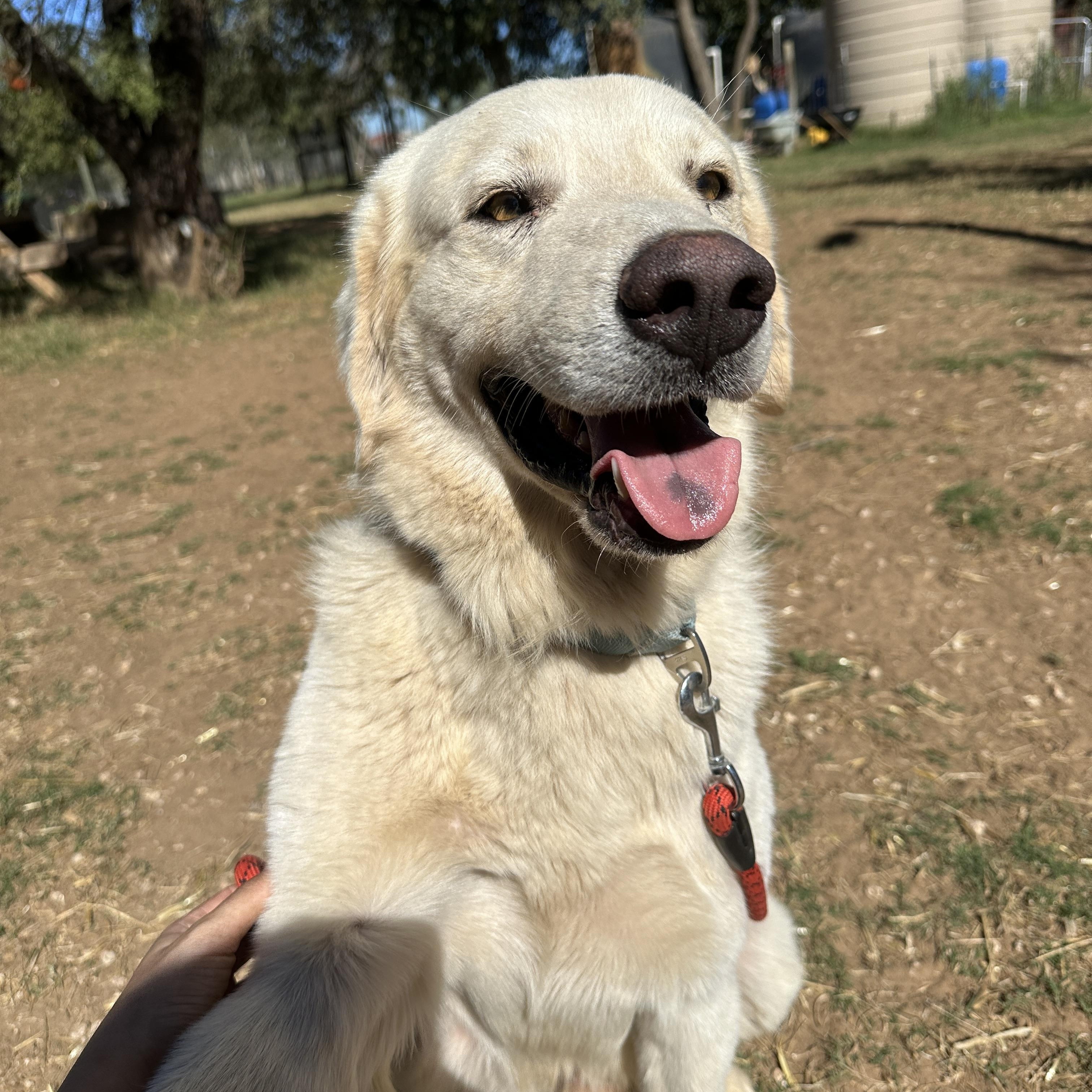 Enlarge Carlos, a Adoptable mixed breed in Seguin, TX image 2/4