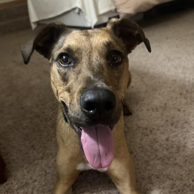 Topo, an adoptable Catahoula Leopard Dog in Madison, WI, 53704 | Photo Image 1