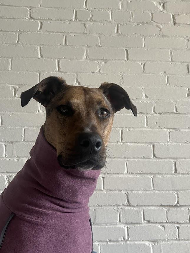 Topo, an adoptable Catahoula Leopard Dog in Madison, WI, 53704 | Photo Image 5