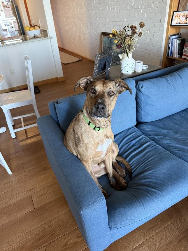 Topo, an adoptable Catahoula Leopard Dog in Madison, WI, 53704 | Photo Image 6