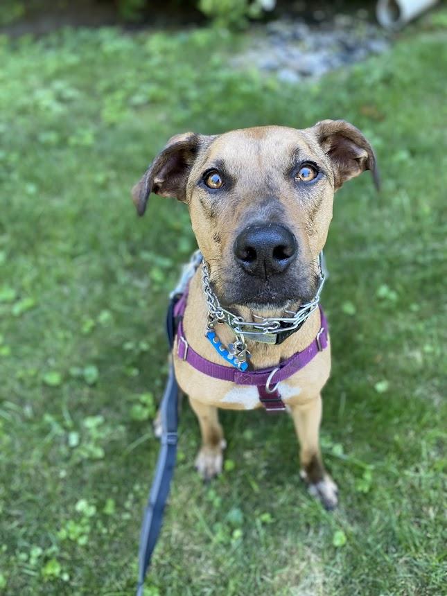 Topo, an adoptable Catahoula Leopard Dog in Madison, WI, 53704 | Photo Image 2