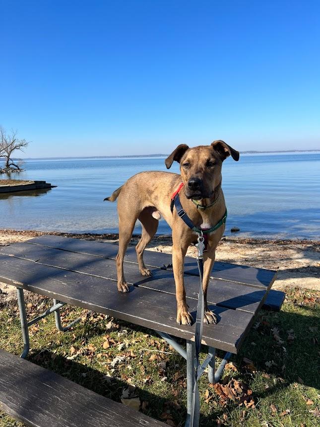 Topo, an adoptable Catahoula Leopard Dog in Madison, WI, 53704 | Photo Image 3