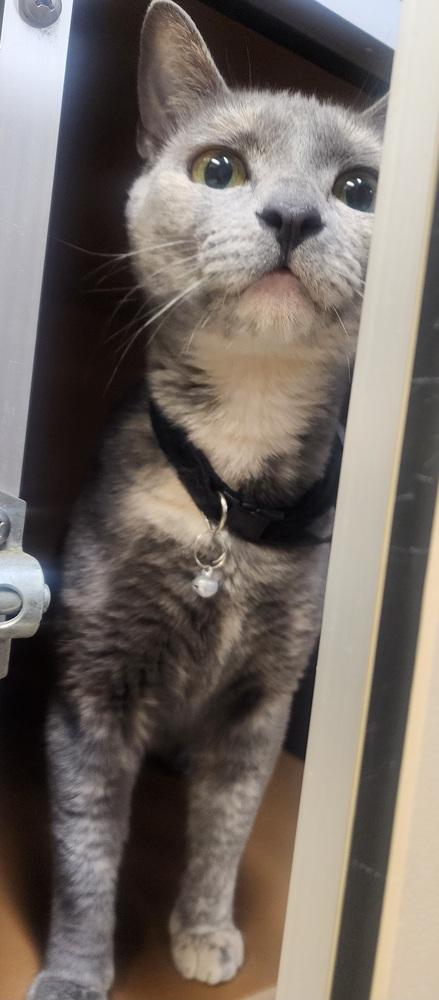 Destiny, Adoptable, Adult Female Domestic Short Hair.