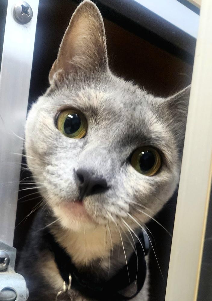 Destiny, a Adoptable Domestic Short Hair in Anoka, MN image 2/3