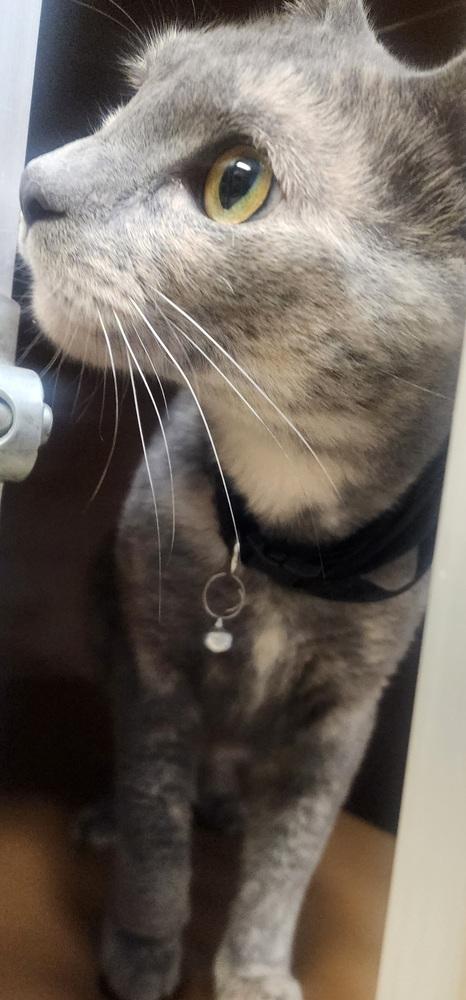 Destiny, a Adoptable Domestic Short Hair in Anoka, MN image 3/3