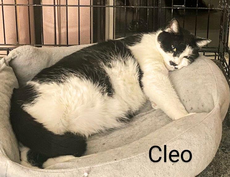 Cleo, a Adopted Domestic Short Hair in Binghamton, NY image 4/4