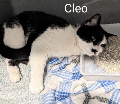 Cleo, a Adopted Domestic Short Hair in Binghamton, NY image 3/4