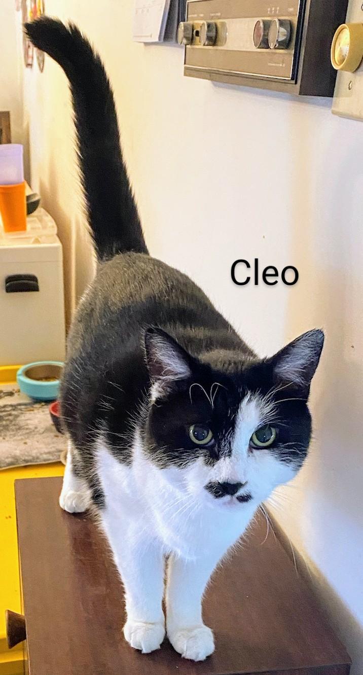 Cleo, Adopted, Adult Female Domestic Short Hair.