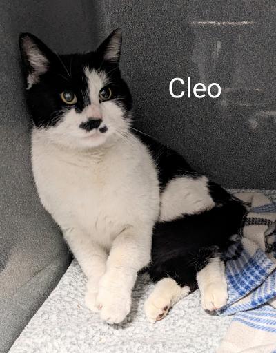 Cleo, a Adopted Domestic Short Hair in Binghamton, NY image 2/4