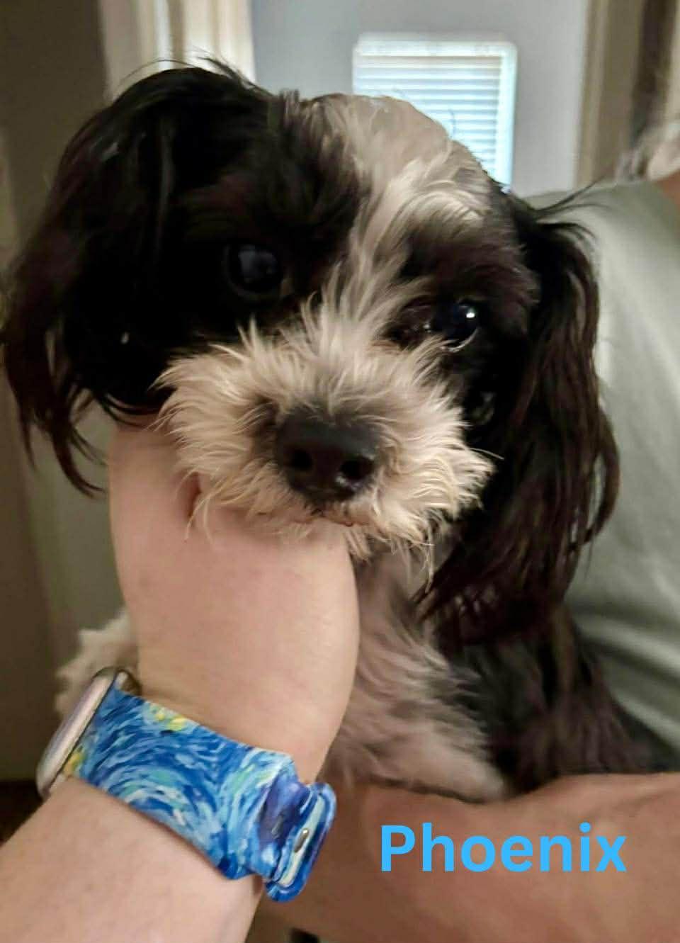 Enlarge PHOENIX, an adopted Shih Tzu in Madisonville, LA image 2/3
