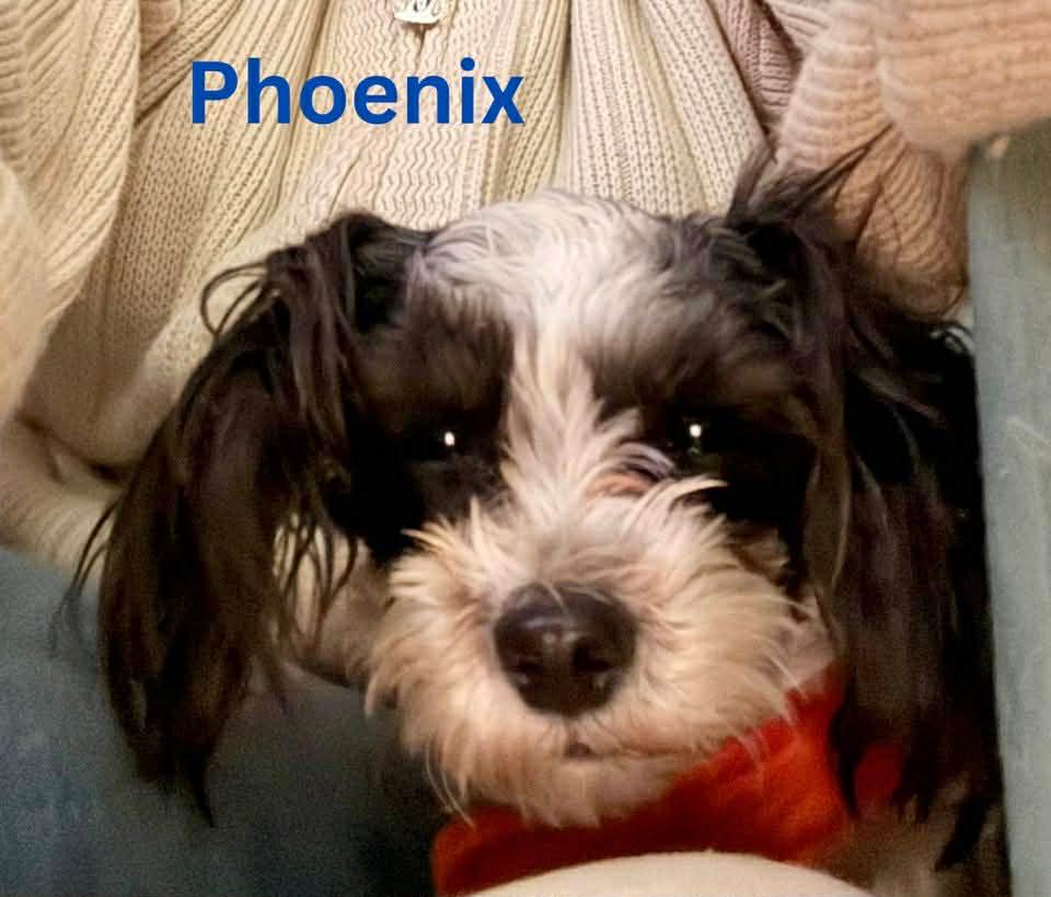PHOENIX, adopted, Young Male Shih Tzu.