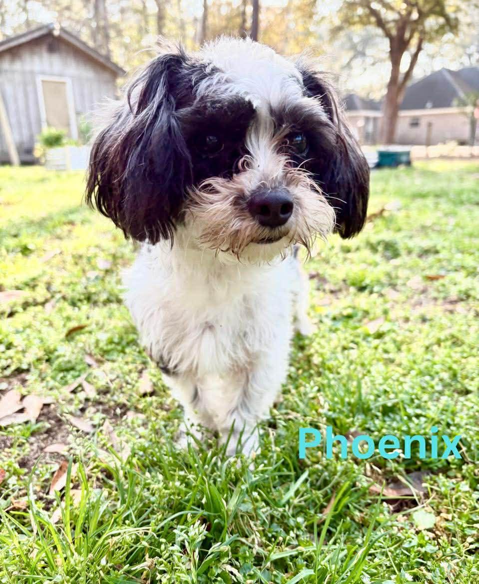Enlarge PHOENIX, an adopted Shih Tzu in Madisonville, LA image 3/3