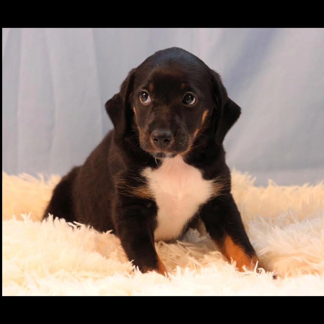 Enlarge Maxie, a ADOPTABLE mixed breed in Midlothian, VA image 4/4