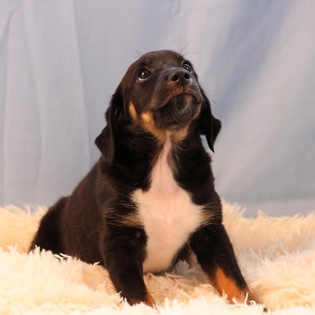 Enlarge Maxie, a ADOPTABLE mixed breed in Midlothian, VA image 2/4