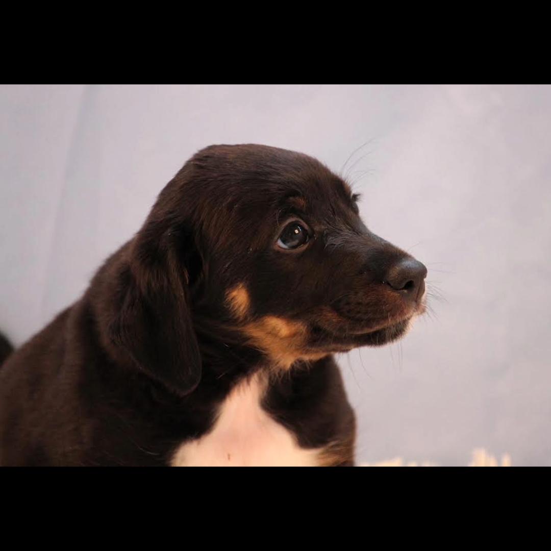 Enlarge Maxie, a ADOPTABLE mixed breed in Midlothian, VA image 3/4