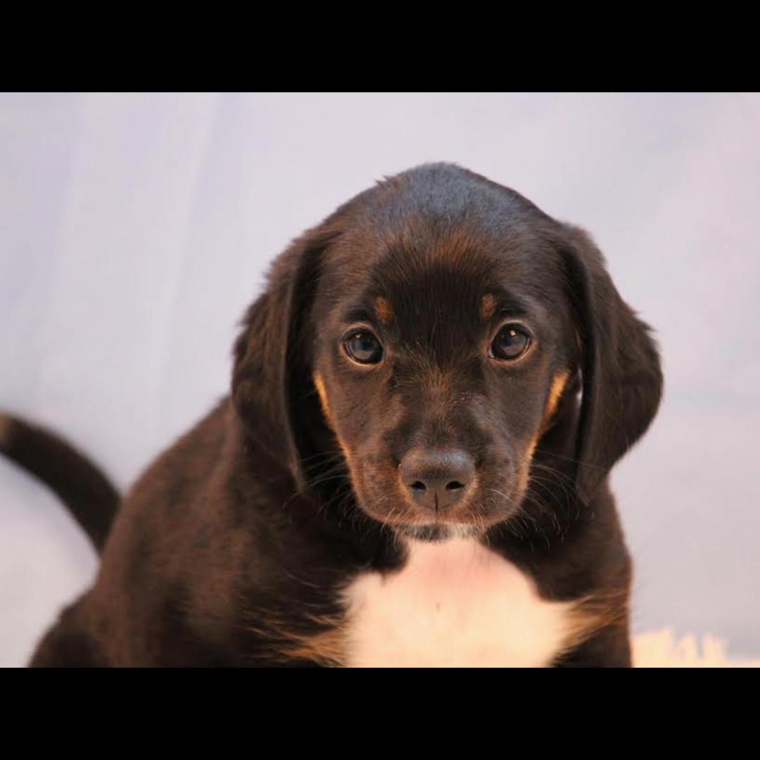 Maxie, ADOPTABLE, Puppy Male Beagle.