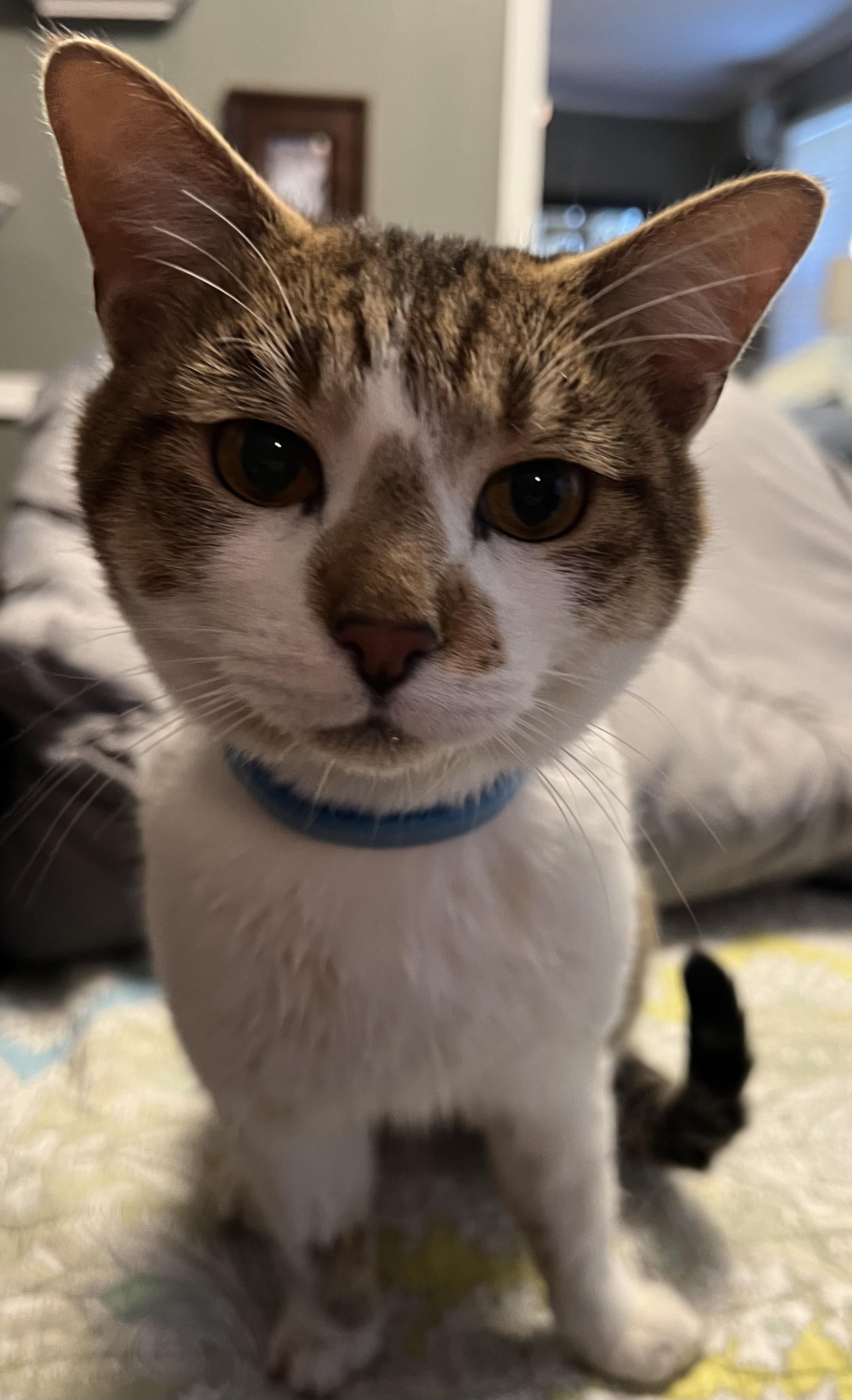 Maple