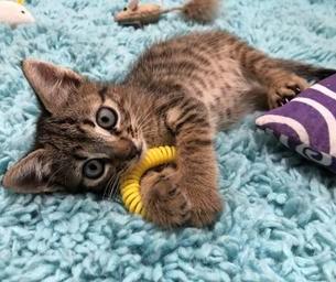 Enlarge Rogue, a Adoptable Domestic Short Hair in HARRISBURG, PA image 1/5