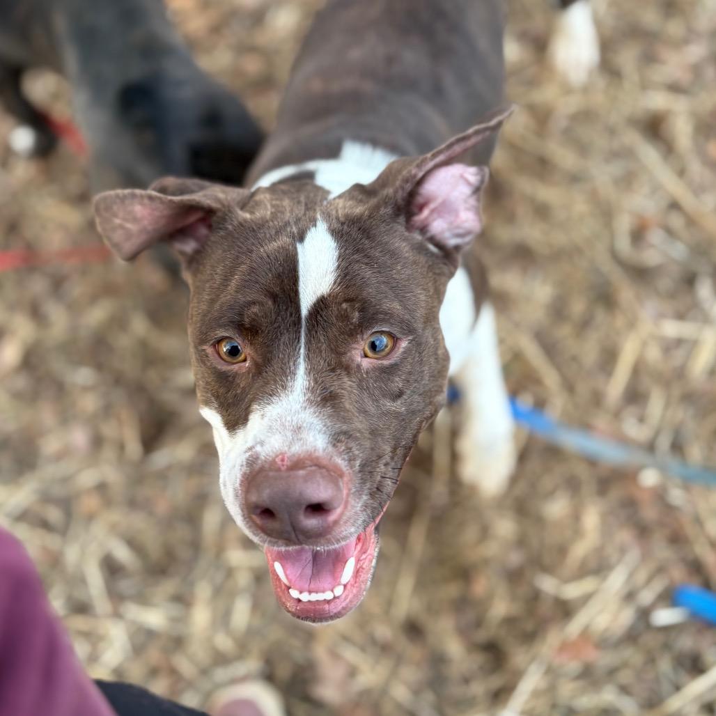 Reese — thumbnail 4