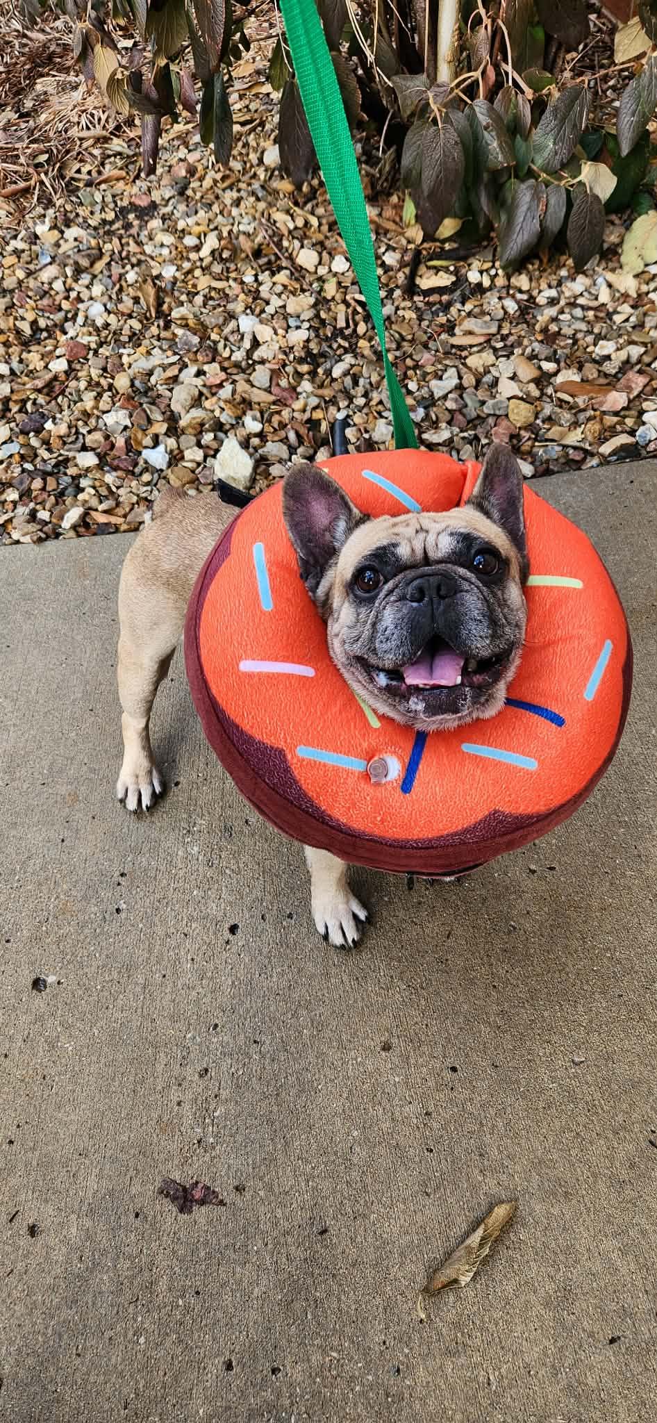 Enlarge King, a ADOPTABLE French Bulldog in Overland Park, KS image 3/4