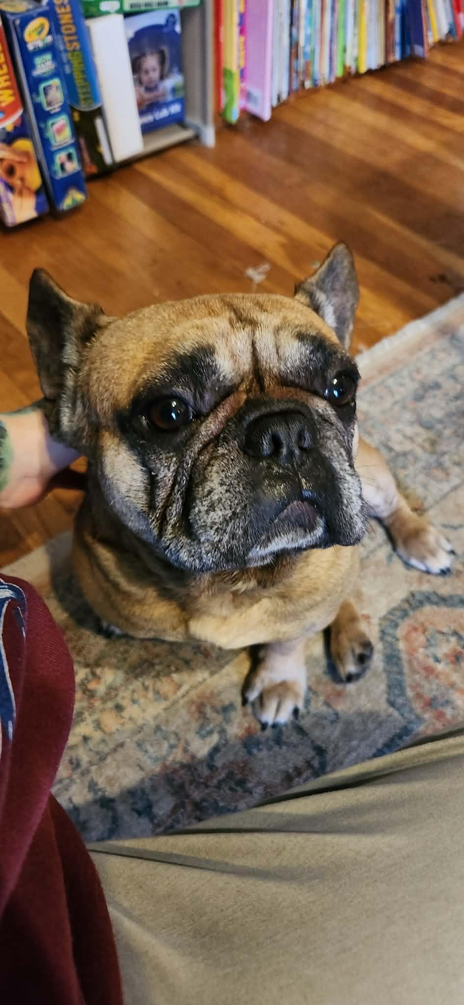 Enlarge King, a ADOPTABLE French Bulldog in Overland Park, KS image 4/4