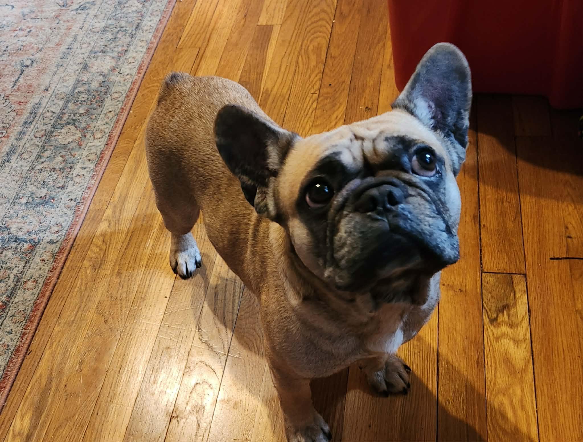 Enlarge King, a ADOPTABLE French Bulldog in Overland Park, KS image 1/4