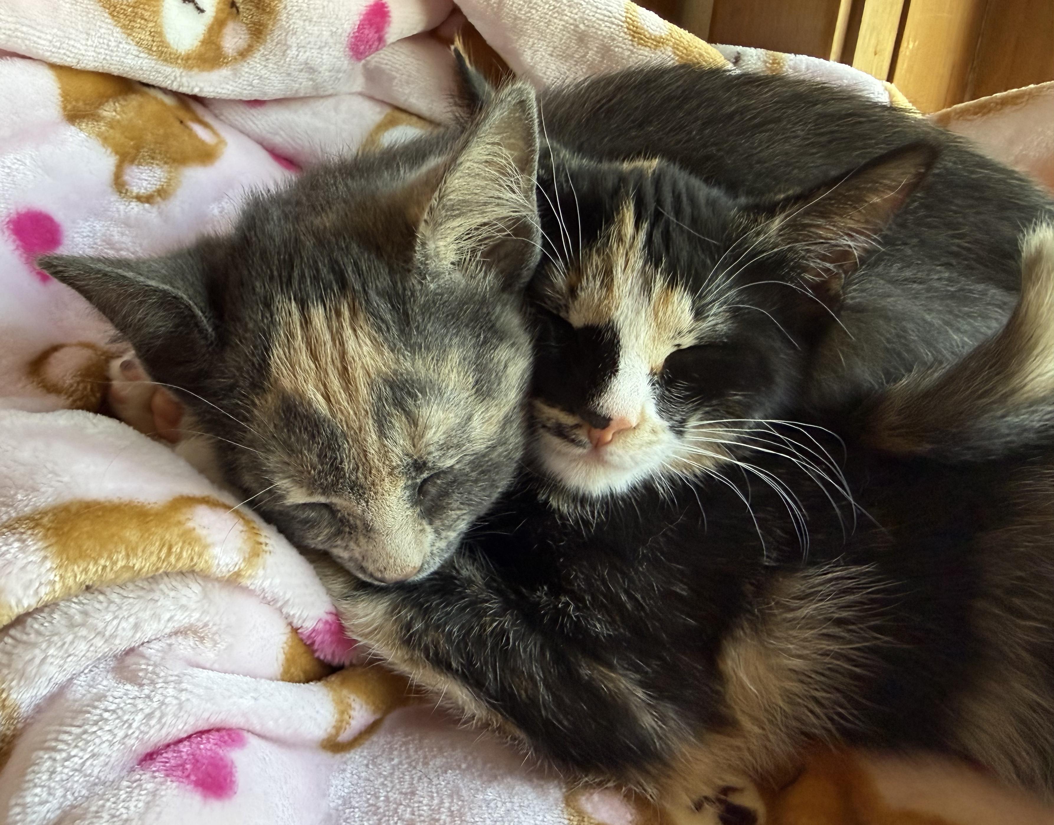 TIRAMISU & MINI MUFFIN, Adopted, Kitten Female Domestic Short Hair.