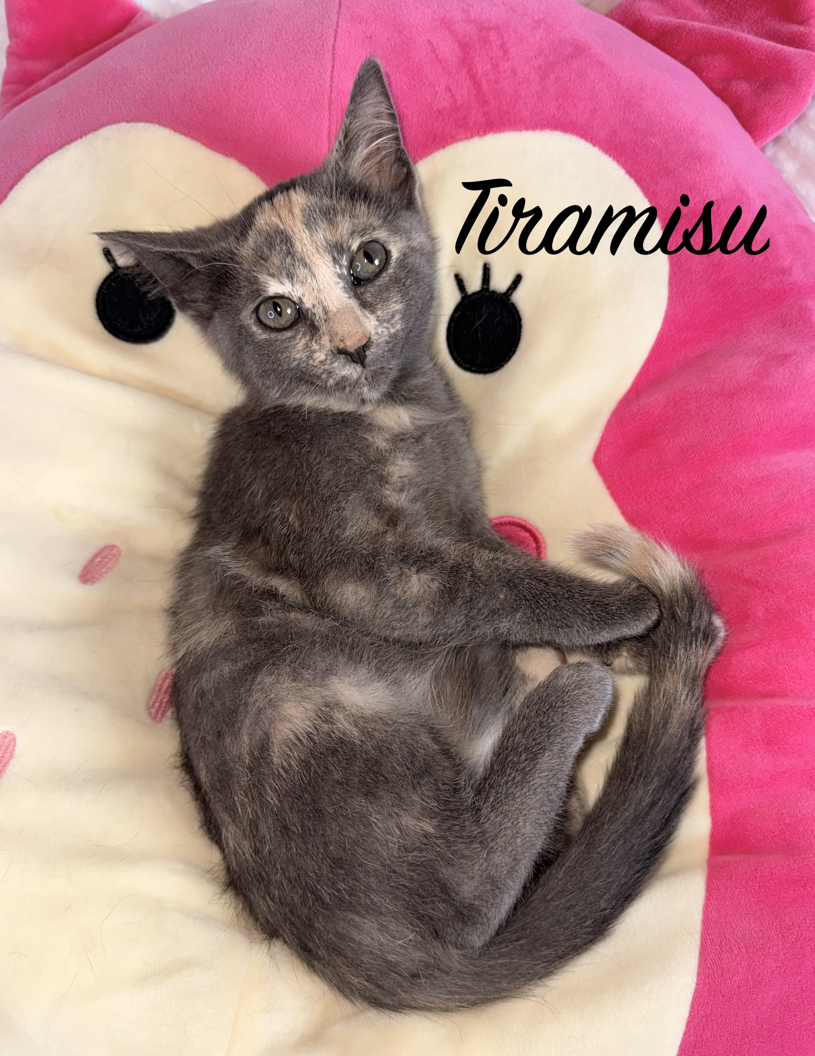 Enlarge TIRAMISU & MINI MUFFIN, a Adopted Domestic Short Hair in Owatonna, MN image 3/4