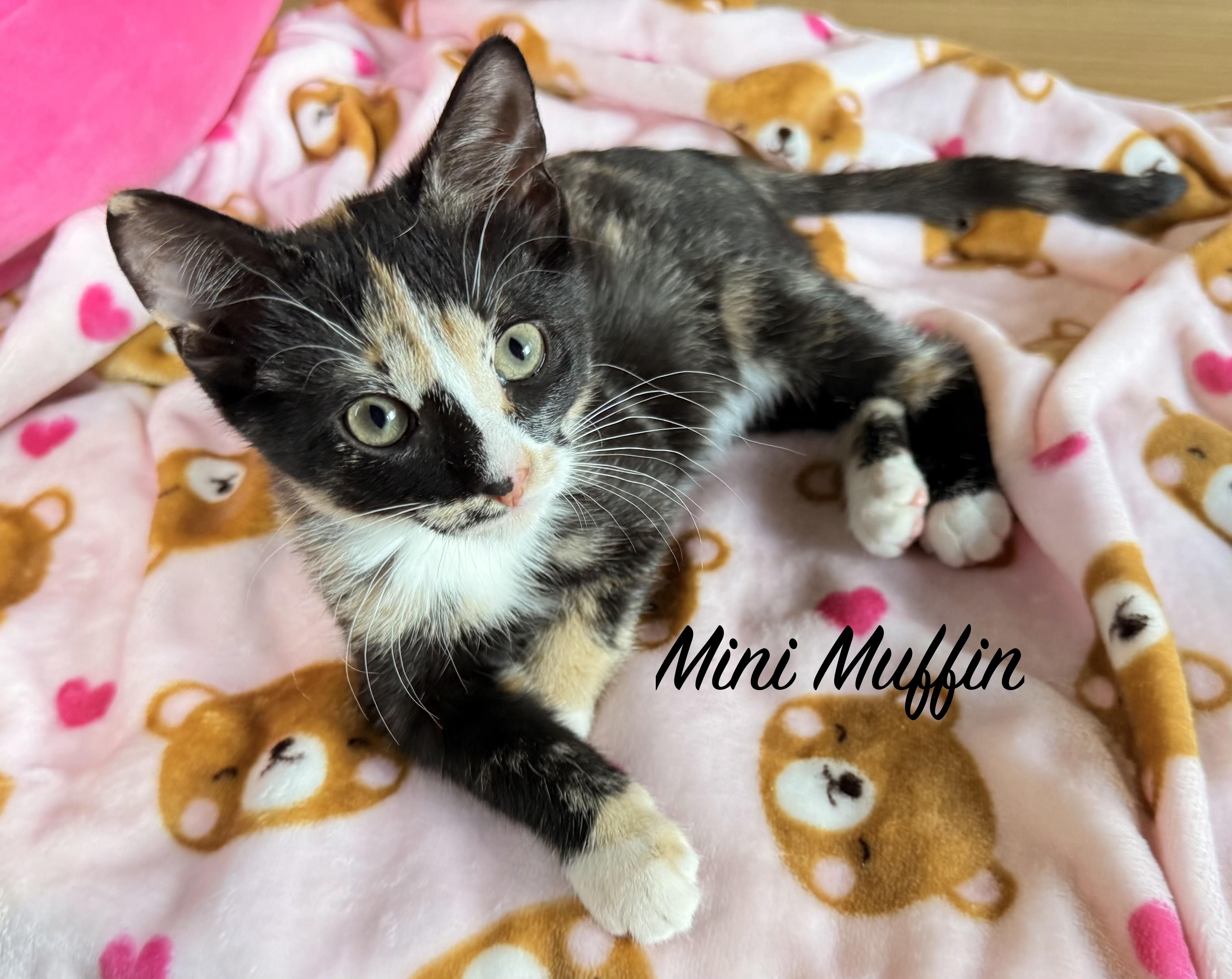 Enlarge TIRAMISU & MINI MUFFIN, a Adopted Domestic Short Hair in Owatonna, MN image 4/4